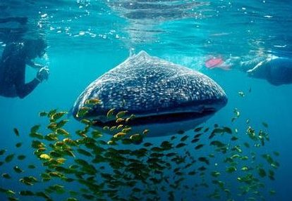 whale shark